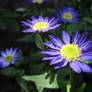 A China aster.