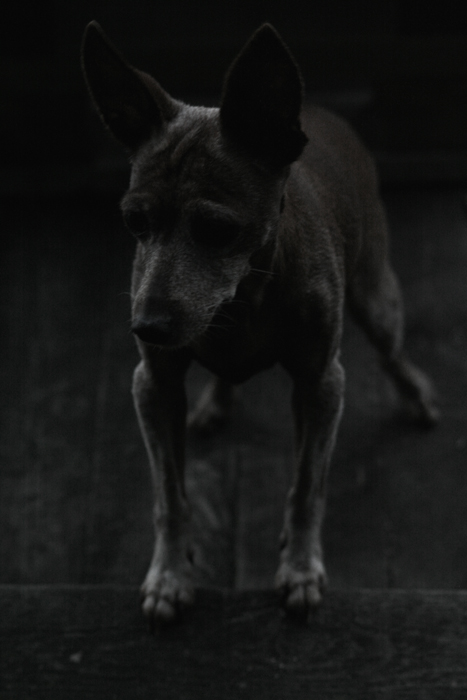 Dark Dog