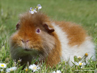 Explore the Best Meerschwein Art | DeviantArt Explore the Best Meerschwein Art | DeviantArt