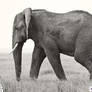 Africa : Elephant