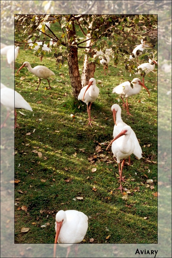 Terrestrial Aviary