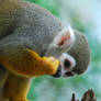 Malay Monkey