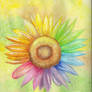 Rainbow Sunflower