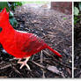 Cardinal Paper Sculpture