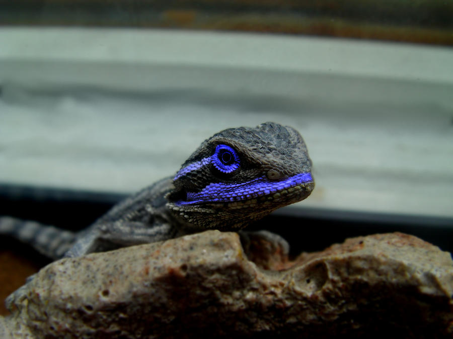 The blue bearded dragon by thaddman on DeviantArt The blue bearded dragon by thaddman on DeviantArt