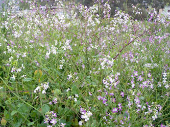 Ballona Flowers