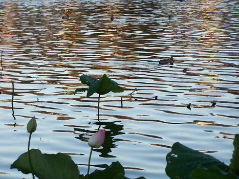 Color Water Lotuses