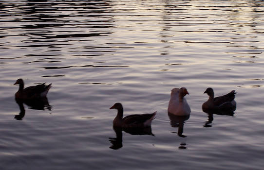 Four Ducks