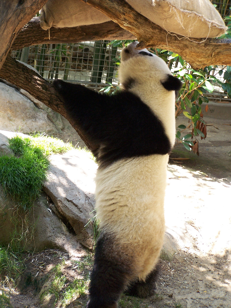 Panda Standing Up