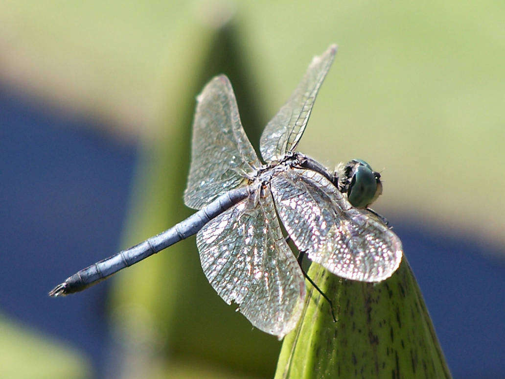 Dragon Fly