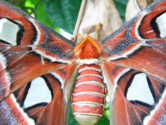 the atlas moth