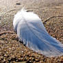 Just A Feather on the Beach