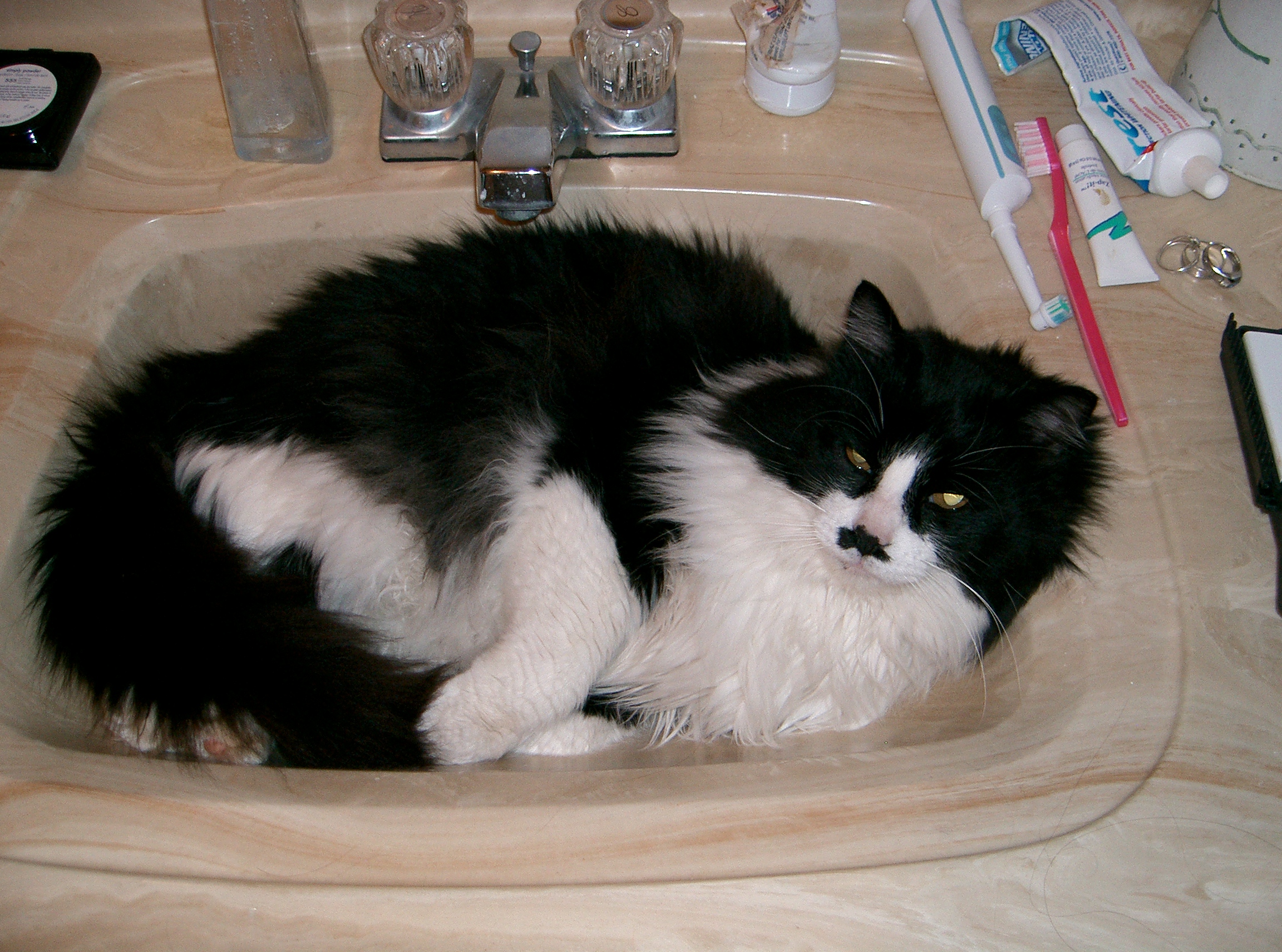 Buddy in the sink