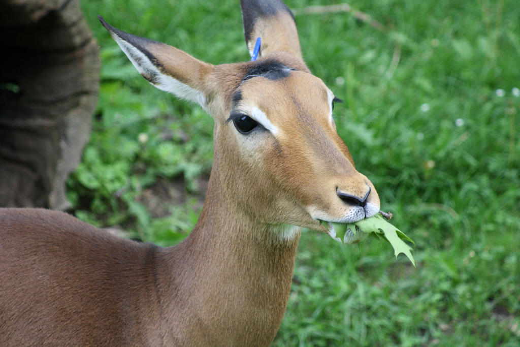 Impala