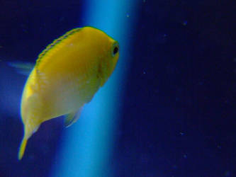 Yellow Cichlid in Blue