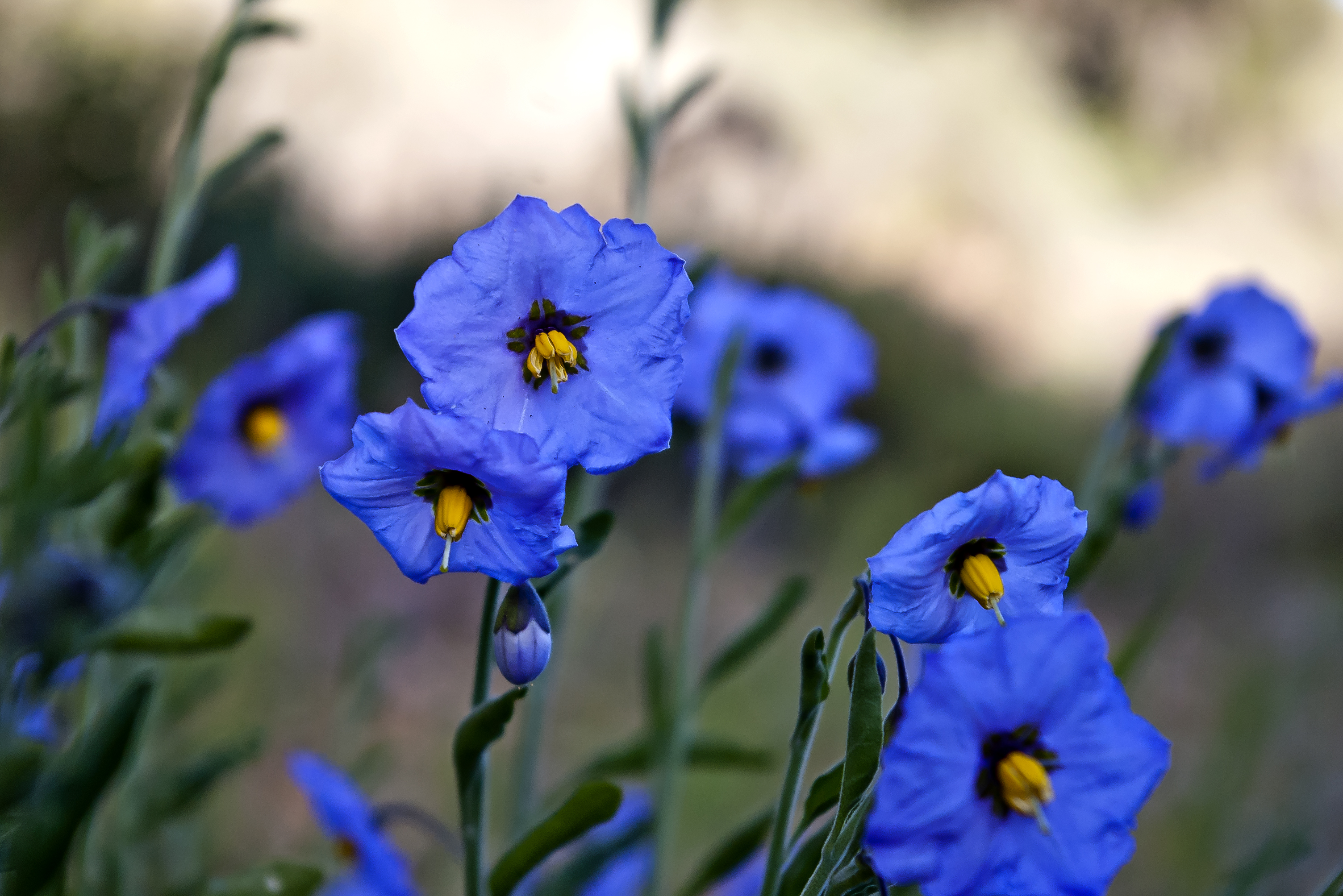 Flowers of Pinnacles 'Blue Witch'