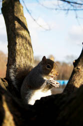 breakfast of a squirrel