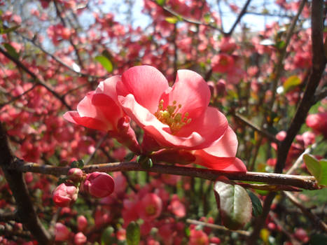 Pink Flower