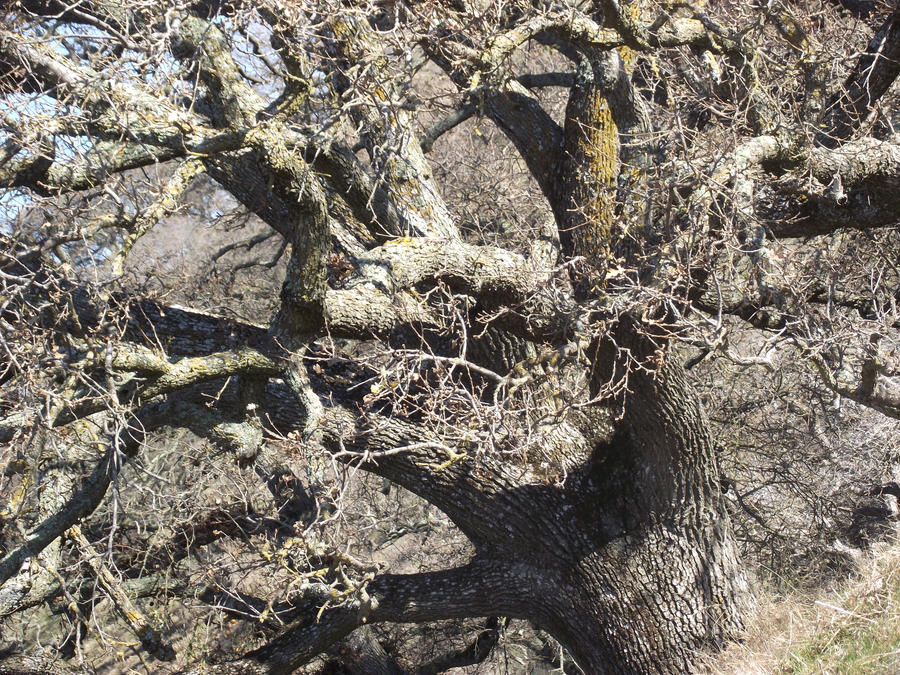 knobby tree by jacklover114 on DeviantArt