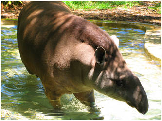 Tapir