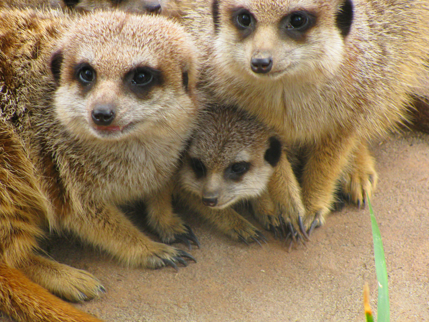 Baby Meerkat