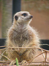 Meerkat