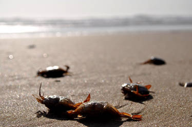 Costa de Caparica