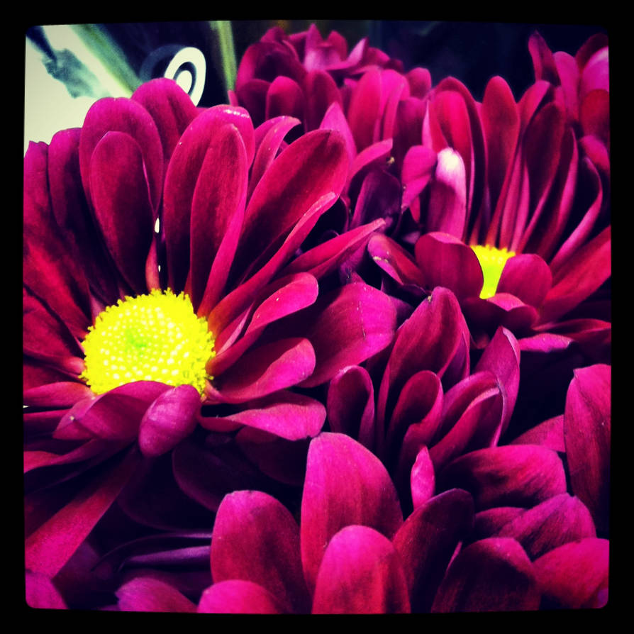 target flowers by DevinM15 on DeviantArt