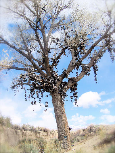 Shoe Tree