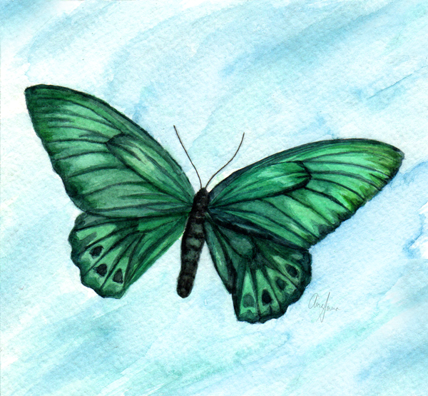 Butterfly