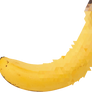 A glitch in the banana