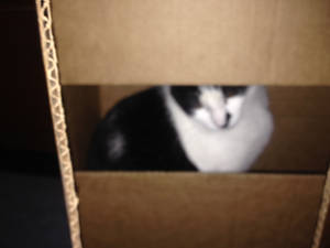 Box Kitty:)