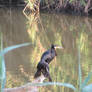 cormorant 2