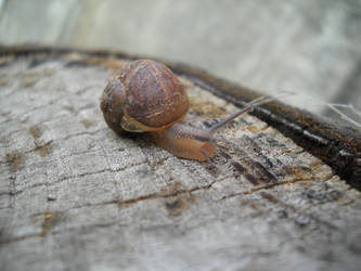 snail 4