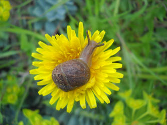 snail 5