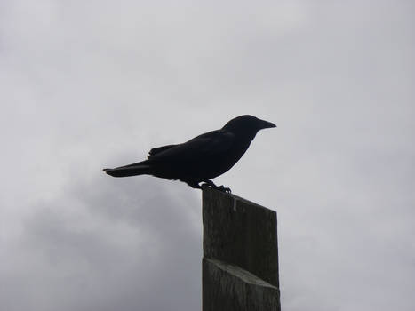 CROW