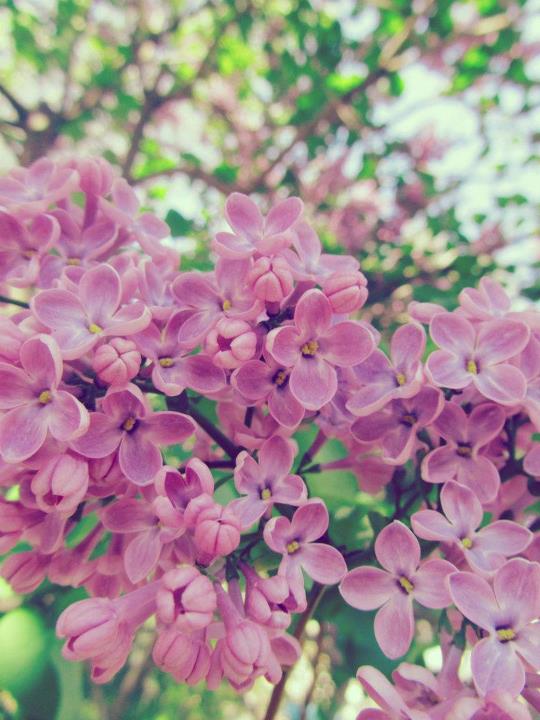 Lilac^^