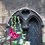 Gothic Hollyhocks