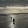 Dogs on the Beach