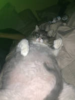 My fat cat