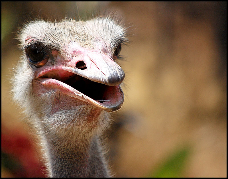 Ostrich Close Up