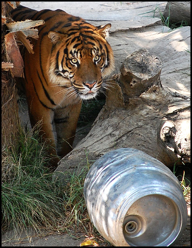 Tiger Barrel