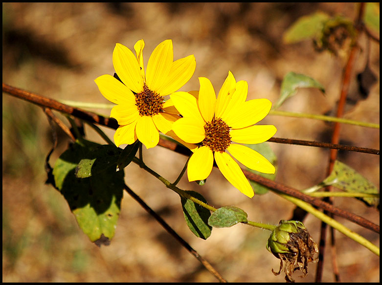 Sunflowers