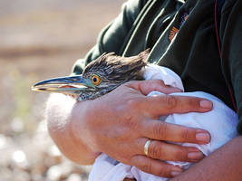 Night Heron