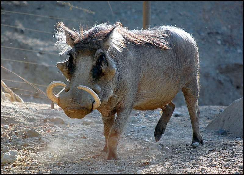 Warthog