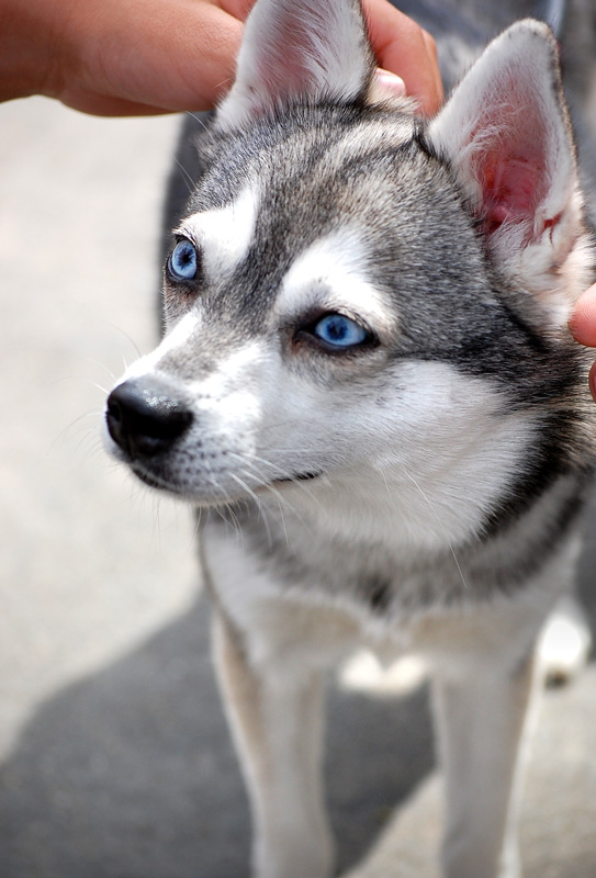 Alaskan Klee Kai