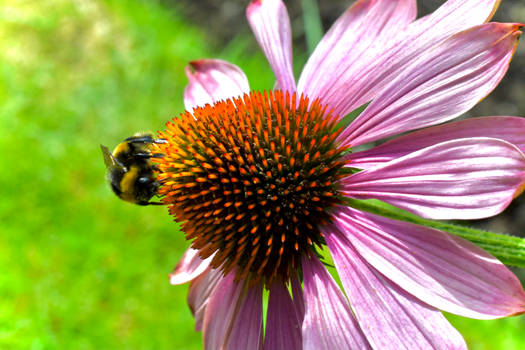 Flower with a bee.
