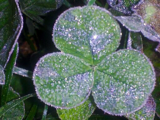 Frosted Clover