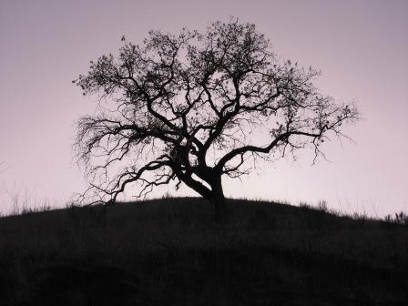 Lonesome Oak