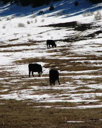 Snow cows